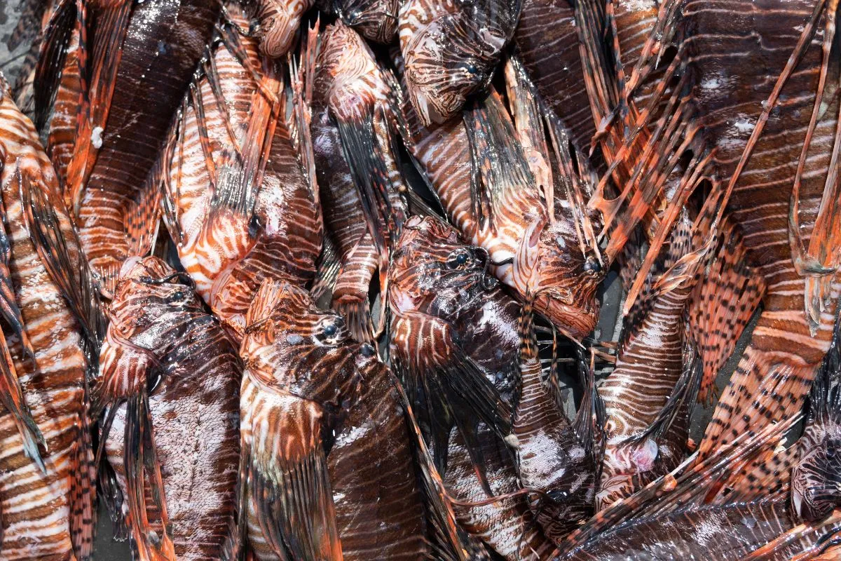 Greece investigates invasive fish as cosmetic ingredient resource